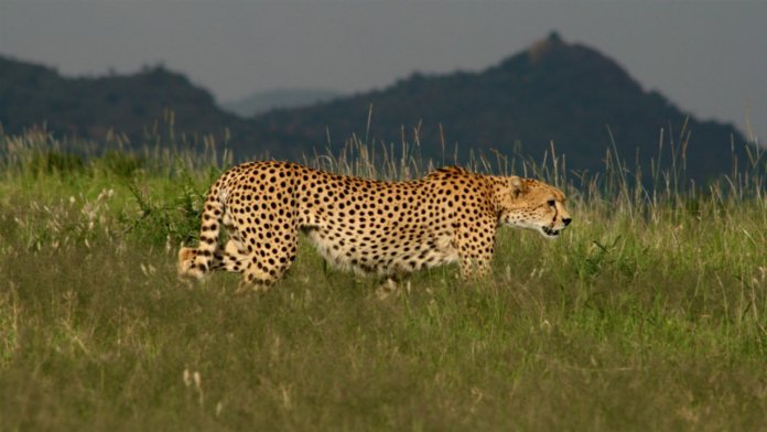 Luxury_OlJogi-Cheetah