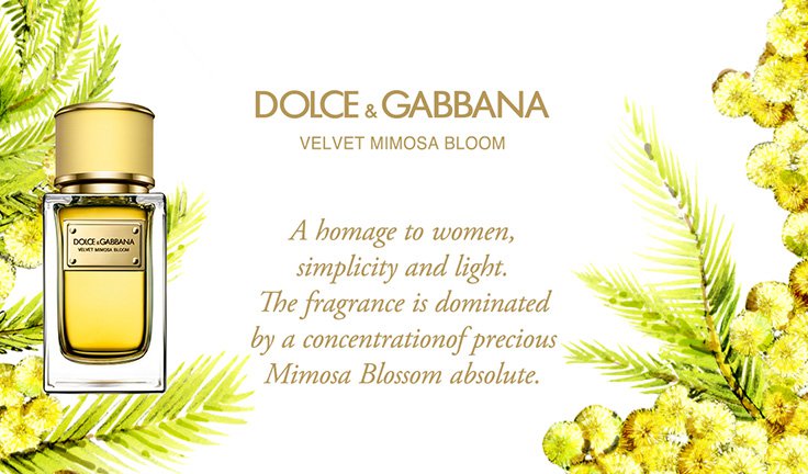 Luxuryretail_dolce-and-gabbana-new-perfumes-velvet-mimosa-bloom