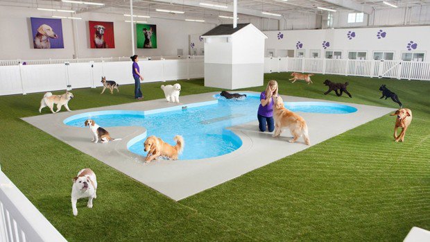 Luxuryretail_airport-terminal-for-pets-at-JFK-pool