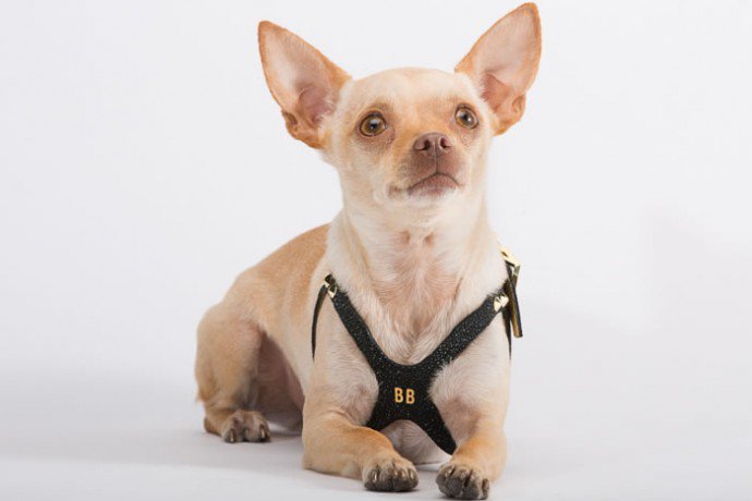 Harness – Permanent – Buddy Belts