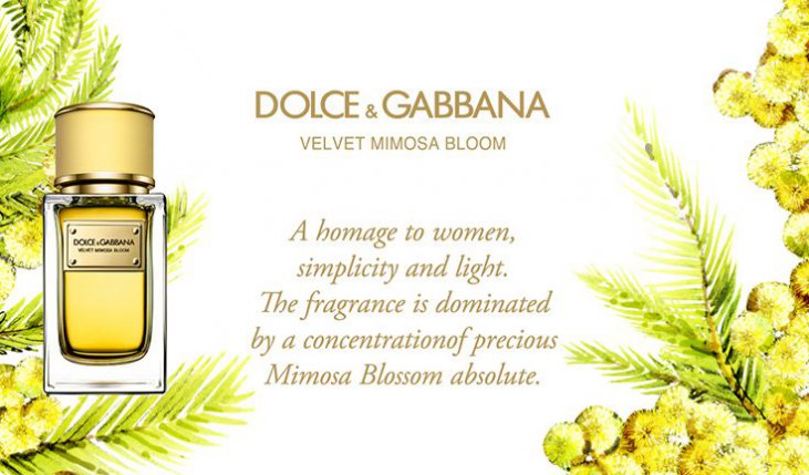 velvet mimosa bloom dolce&gabbana