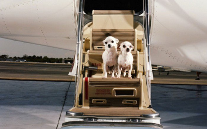 First Airport Terminal for Pets